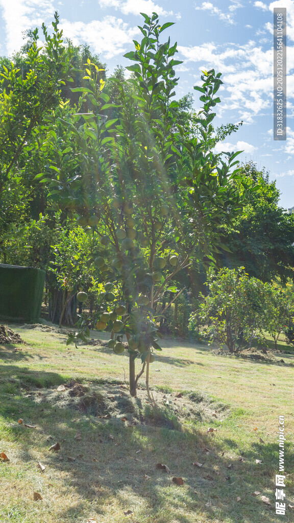 福橘 户外绿树成荫的自然景致