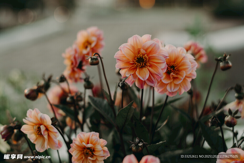 娇艳多姿的绽放花朵