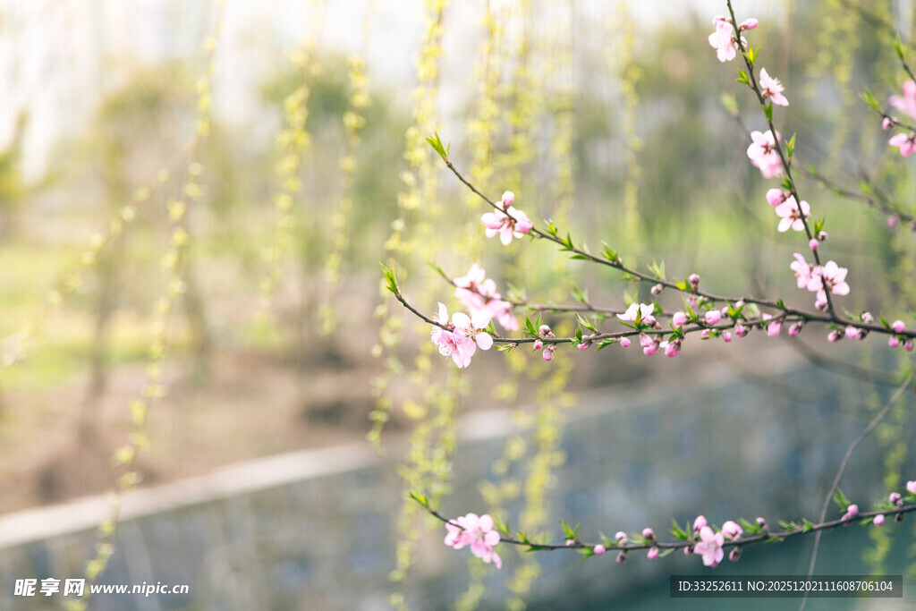 春日绽放的粉嫩桃花枝