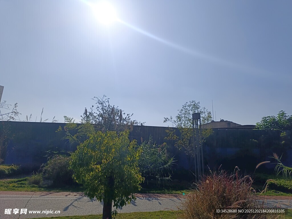 阳光下的户外绿植景观