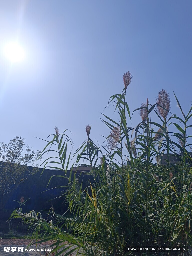 阳光下的花草与蓝天