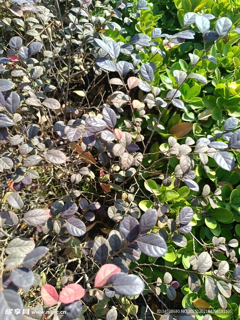 多彩植物叶片特写