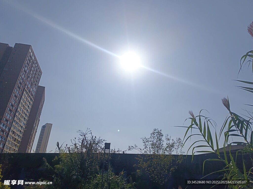 阳光下的城市绿植景观