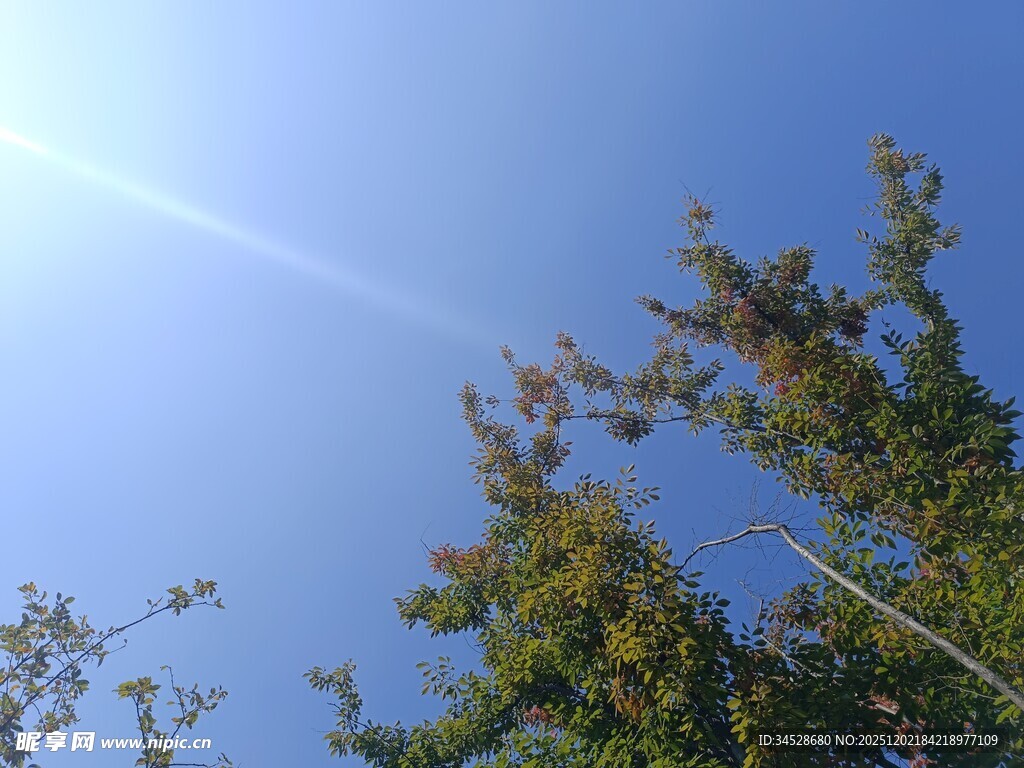 蓝天绿树间的阳光闪耀