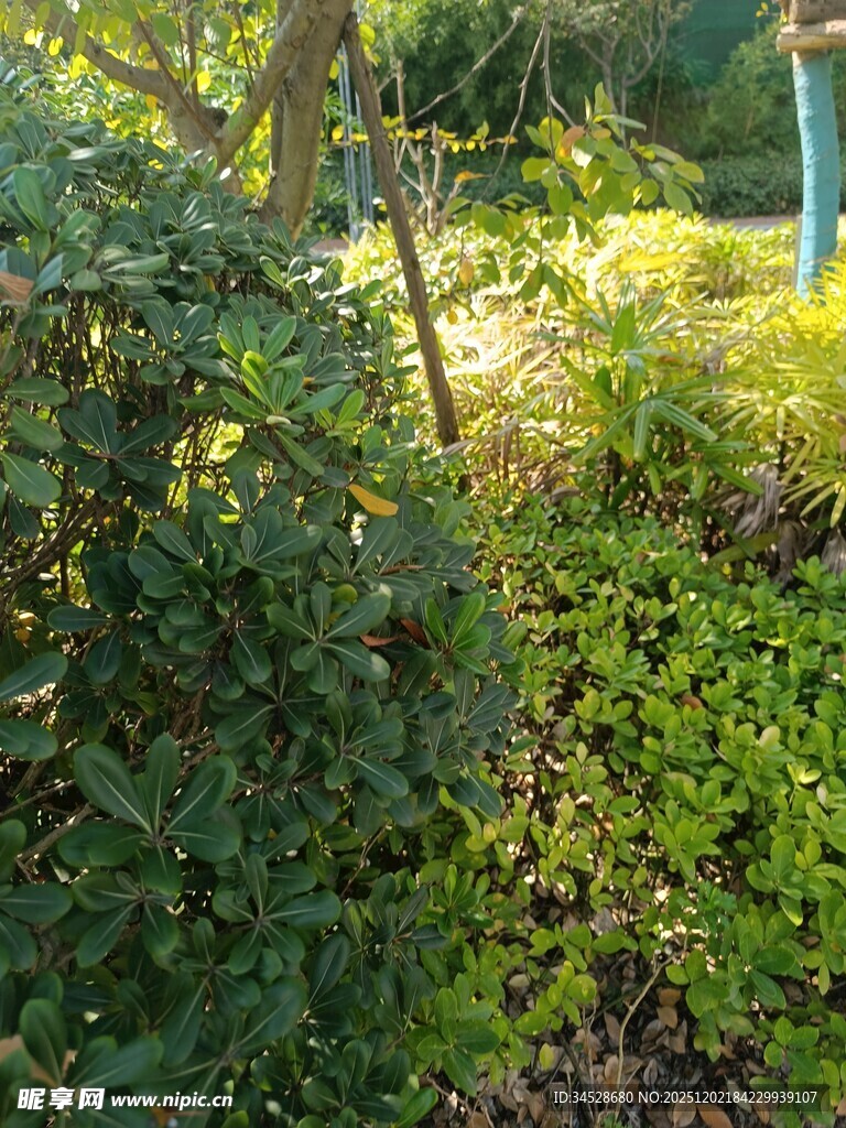 户外绿植景观一角