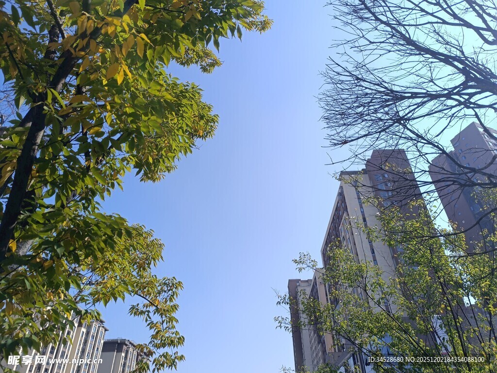 城市绿树与高楼景观