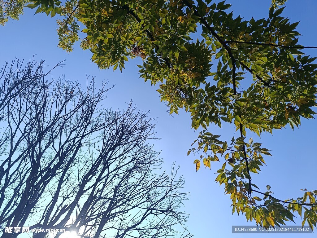 蓝天映衬下的繁茂与光秃