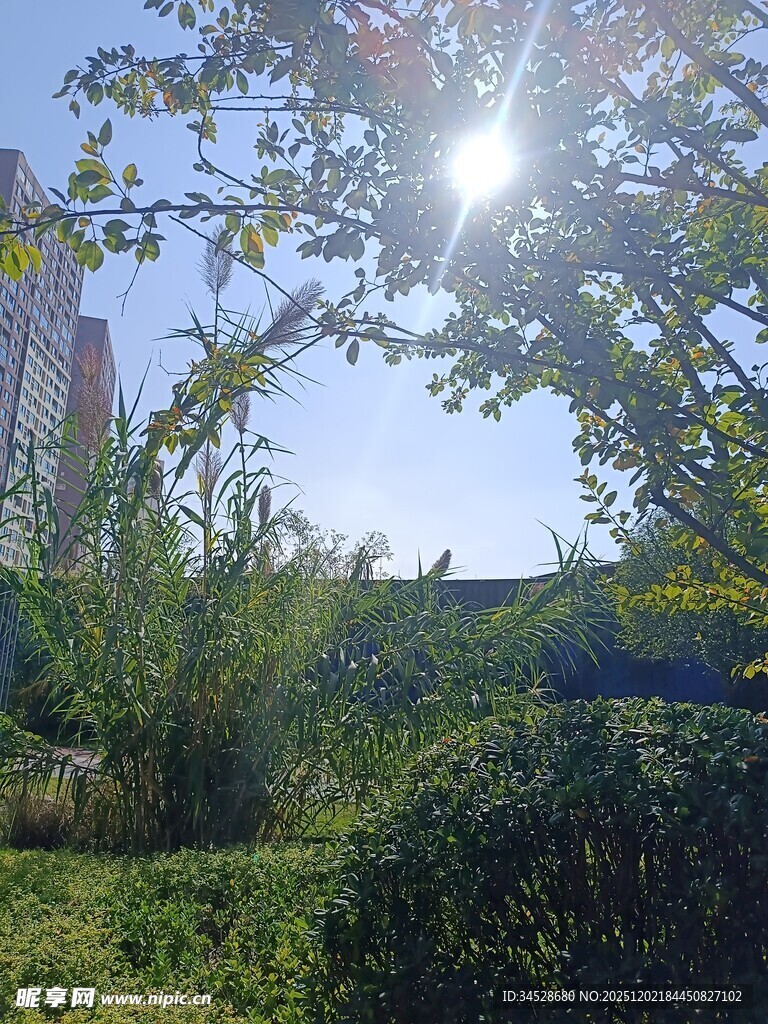 阳光洒落绿意盎然的庭院