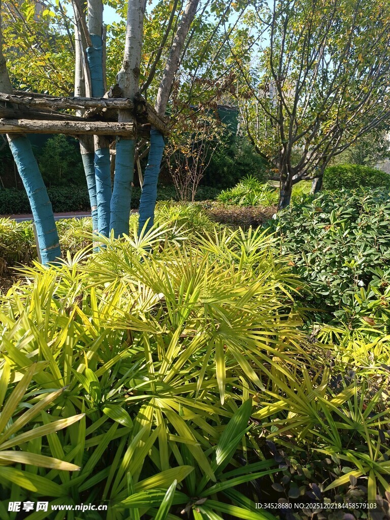 绿意盎然的花园景观