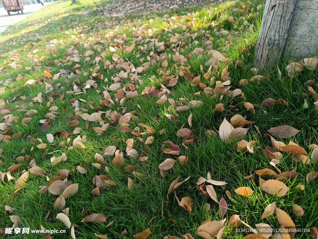 秋日草地落叶景象