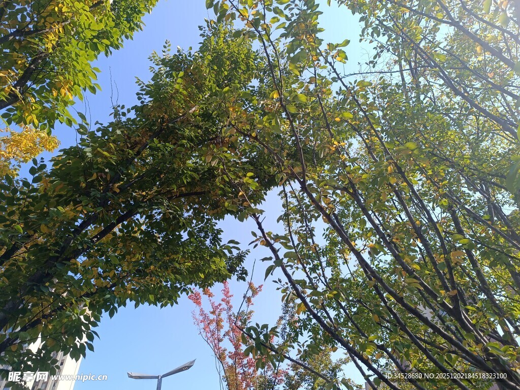 阳光下的繁茂树木