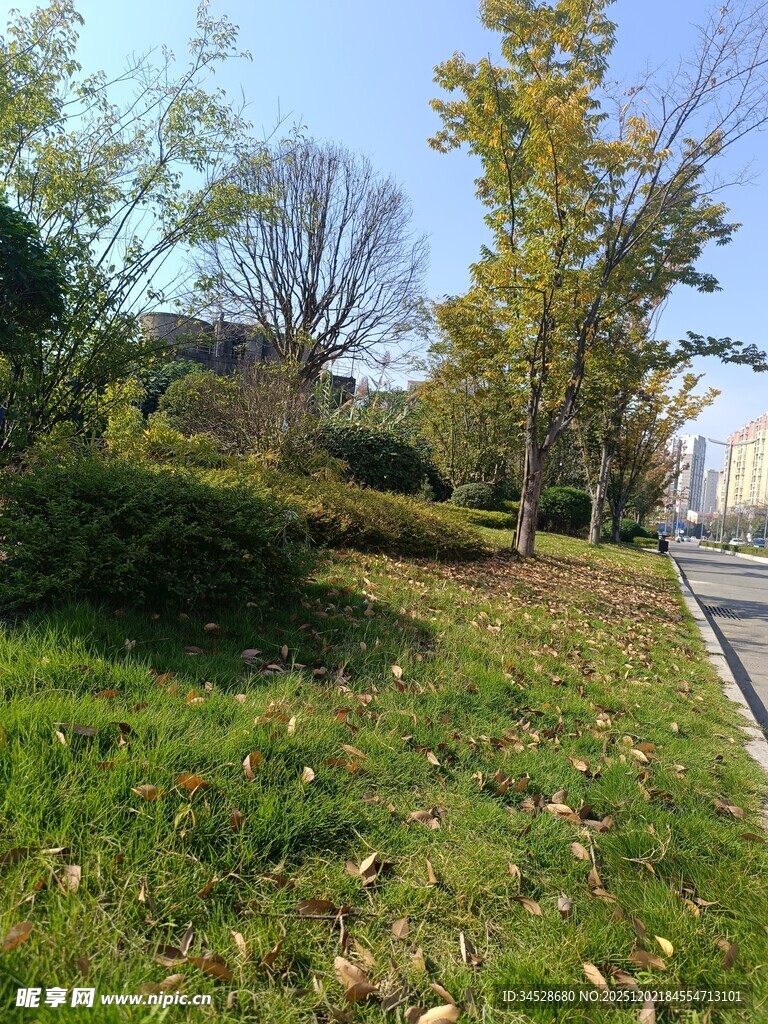 秋日路边绿意与落叶景致