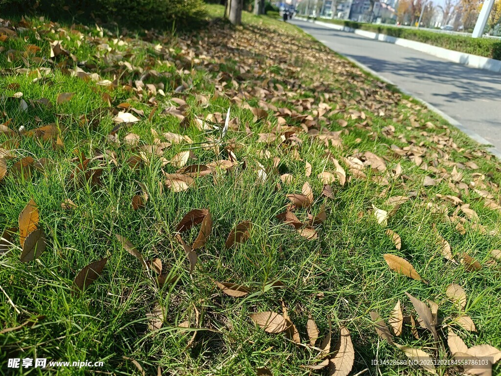 路边草地落叶景象