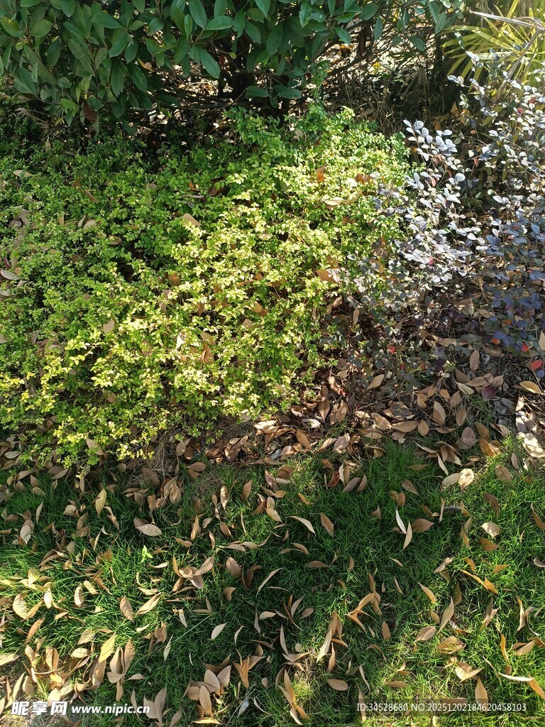 阳光下的葱郁绿植