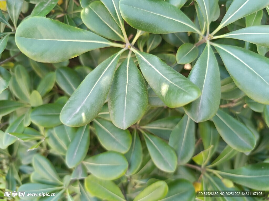 翠绿伞状叶片特写