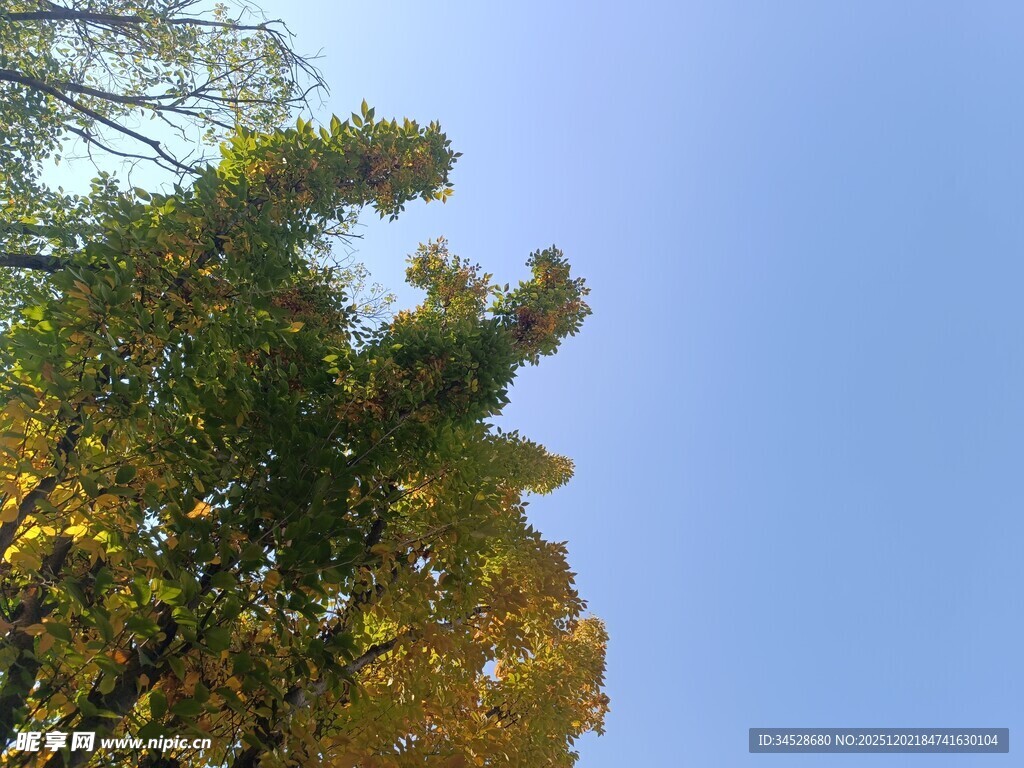 秋日树梢与湛蓝天空