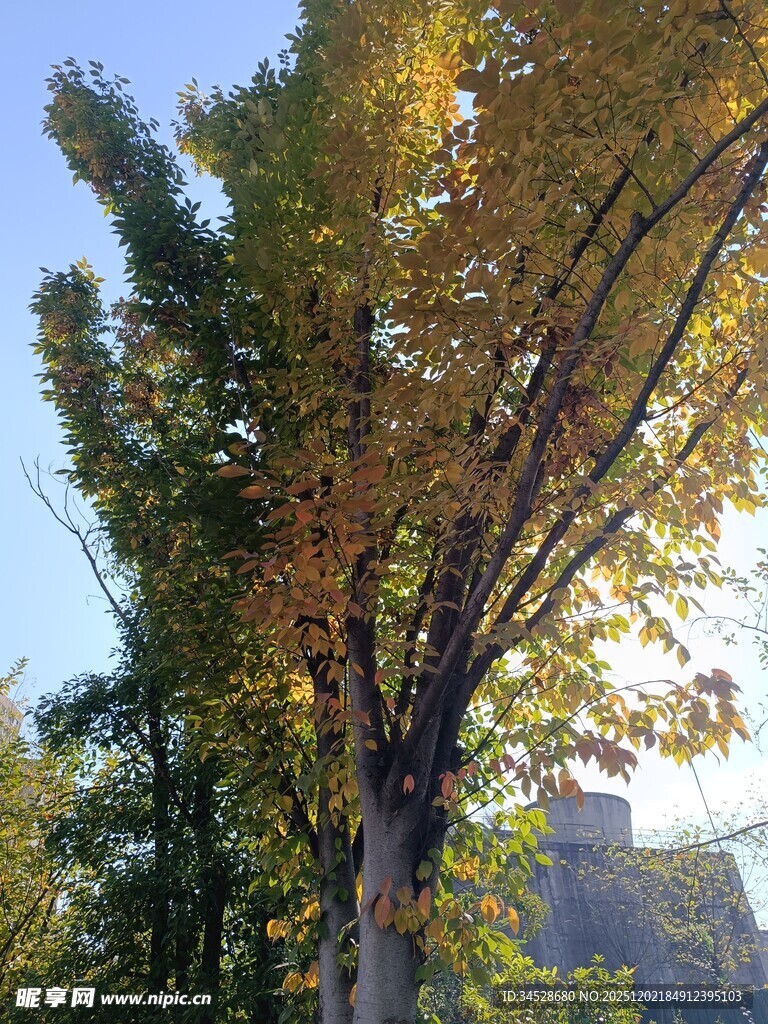 秋日金黄树叶的高大树木