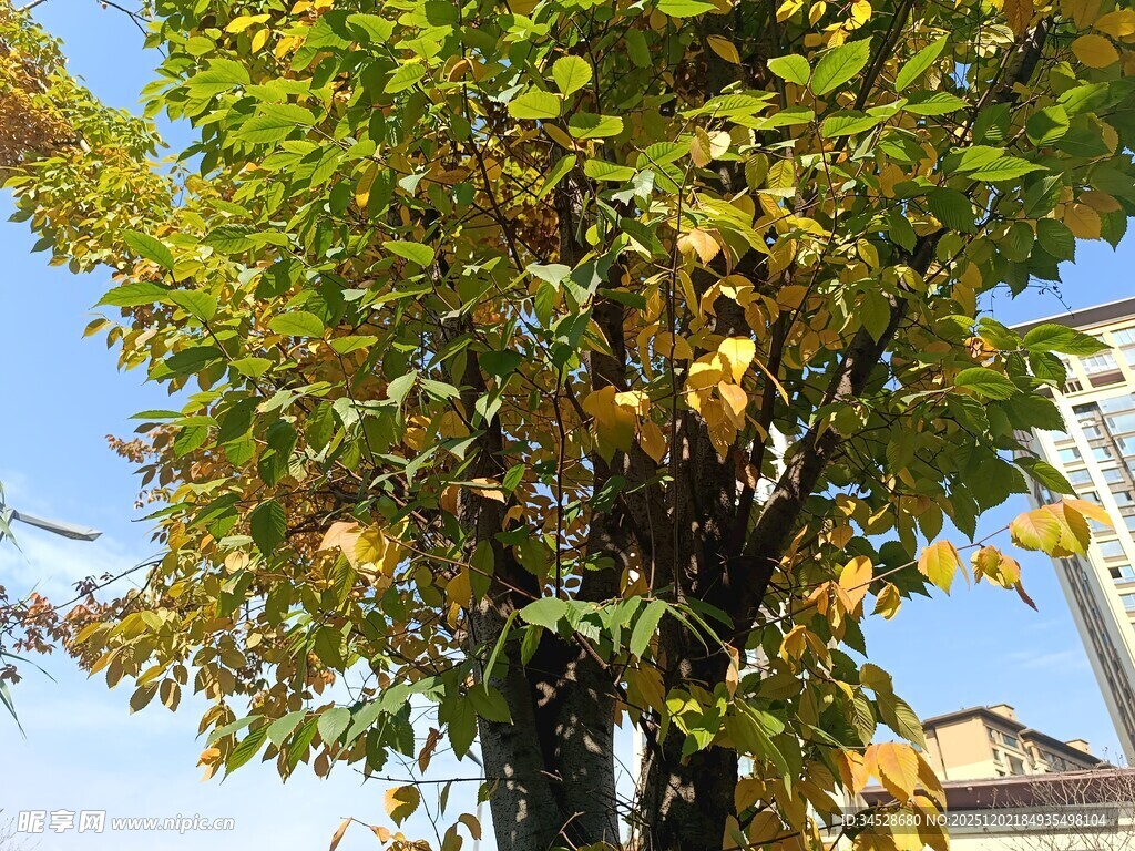 秋日阳光下的葱郁树木