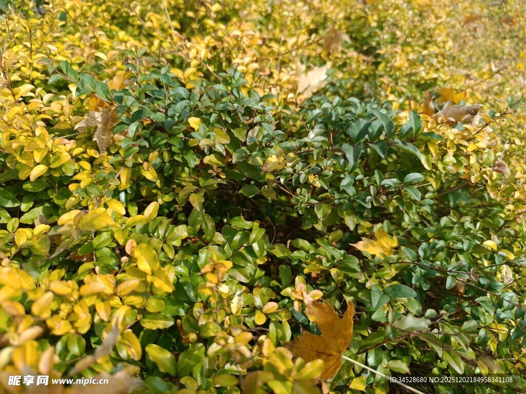 秋日斑斓灌木丛