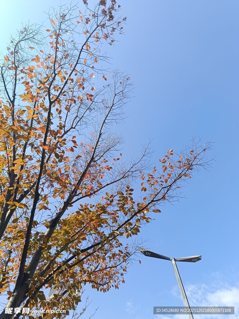 秋日蓝天树枝景致