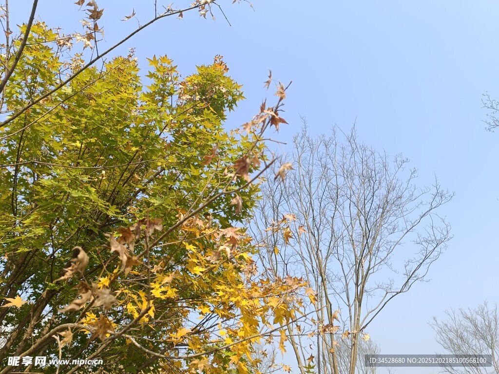 蓝天映衬下的黄绿树木