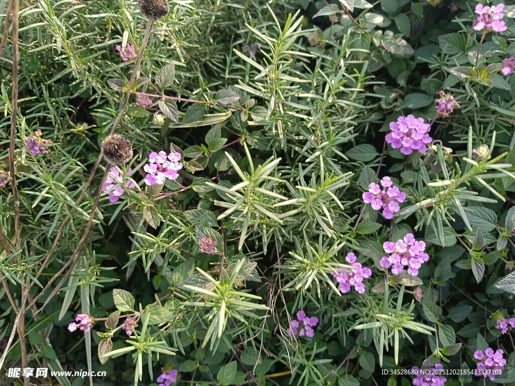繁茂绿叶间的粉紫小花