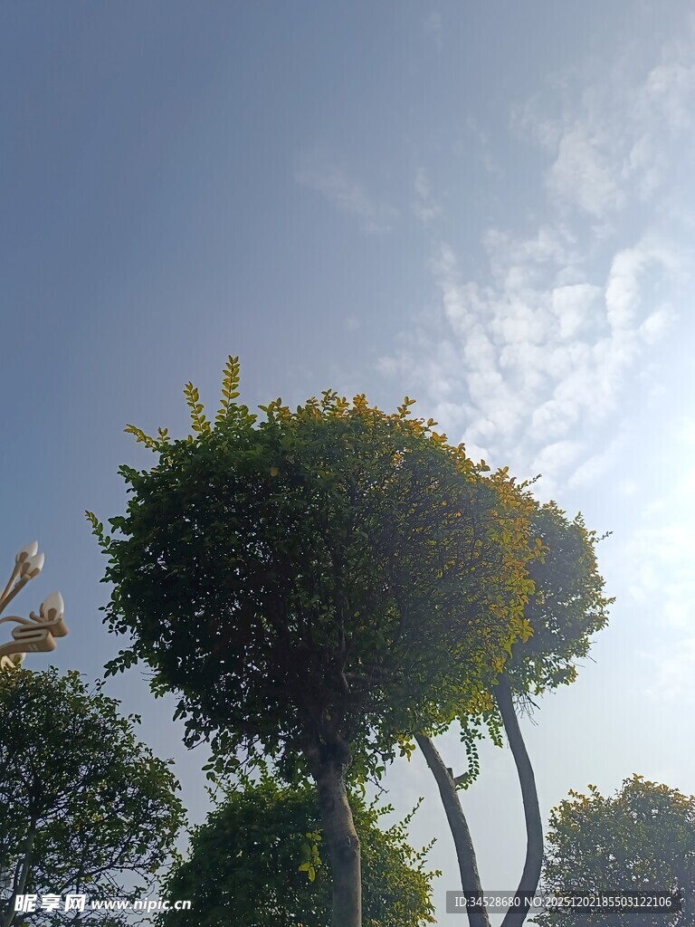 蓝天映衬下的造型绿植