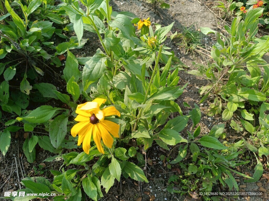 黄色黑心菊绽放于绿地