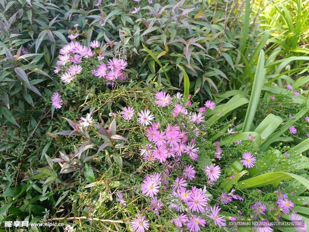 草丛中的粉色花卉绽放