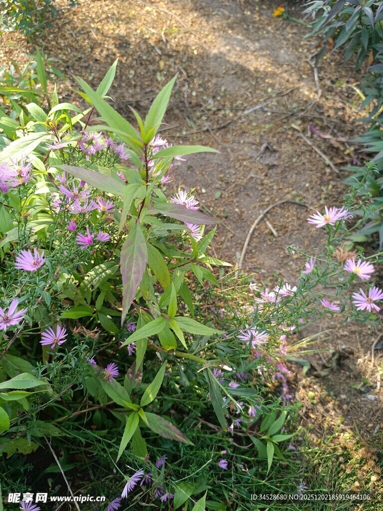 野外绽放的紫色小花