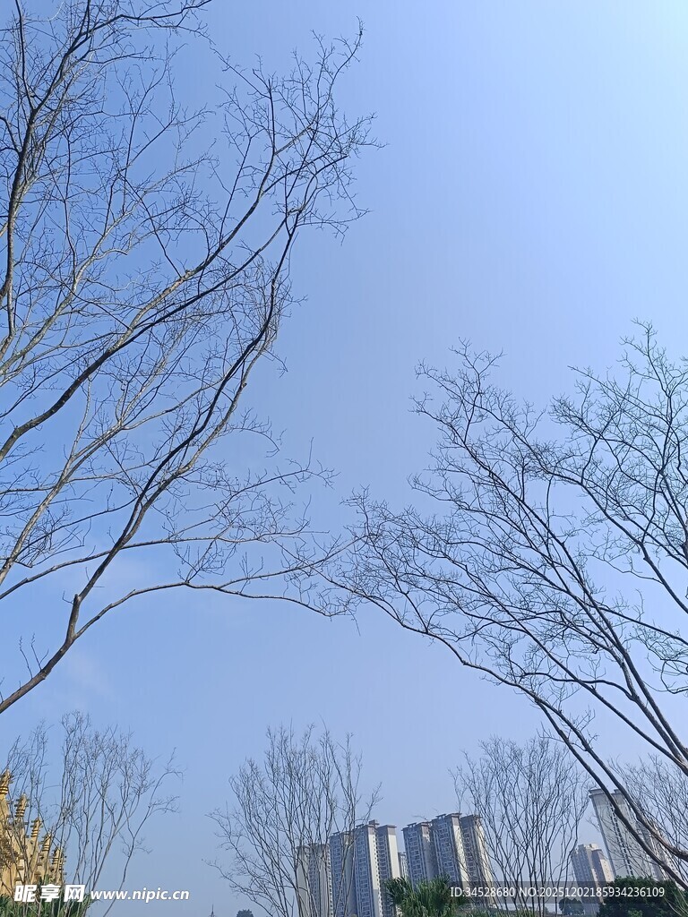 冬日树枝与远处建筑景观