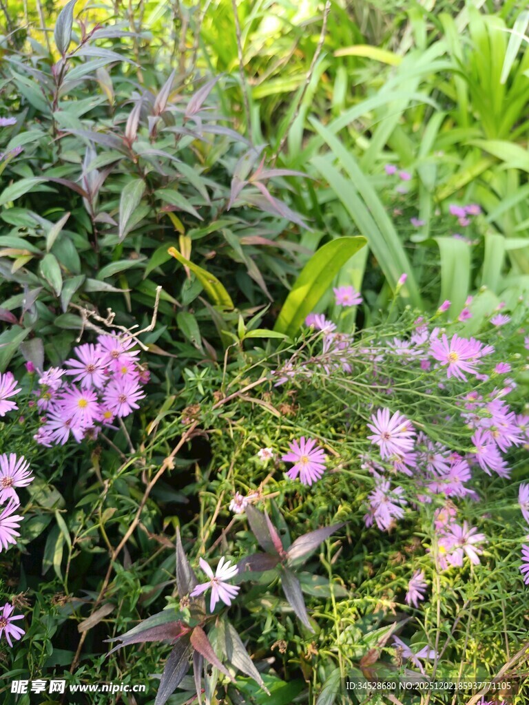 紫色小花点缀绿色植物