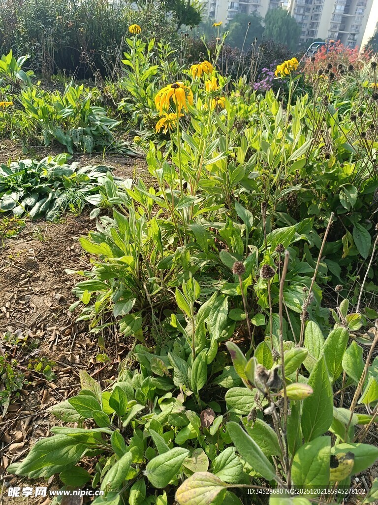 生机勃勃的花园植物景观
