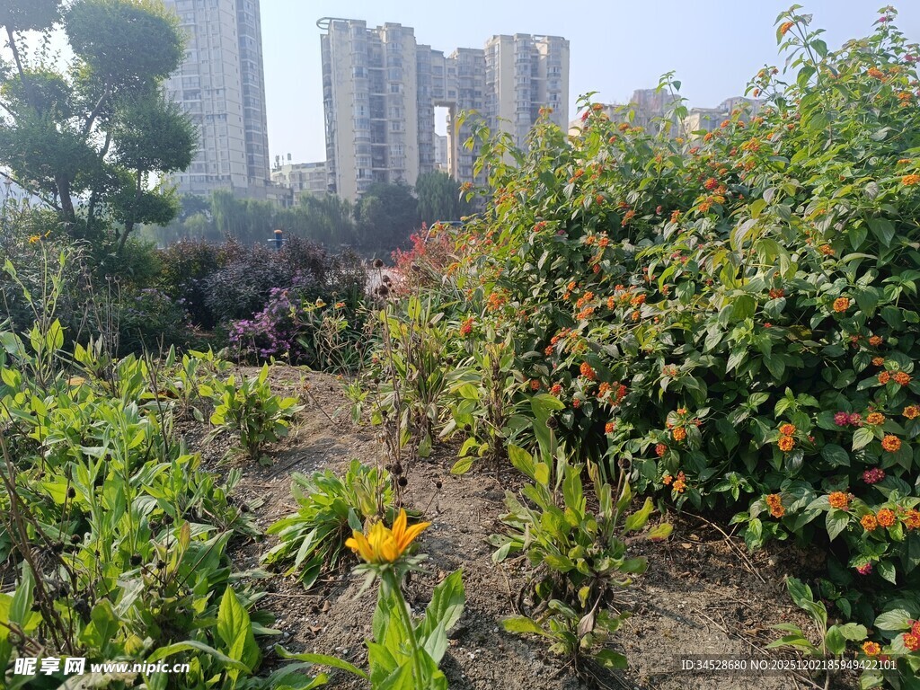 城市中的绿植花园一角