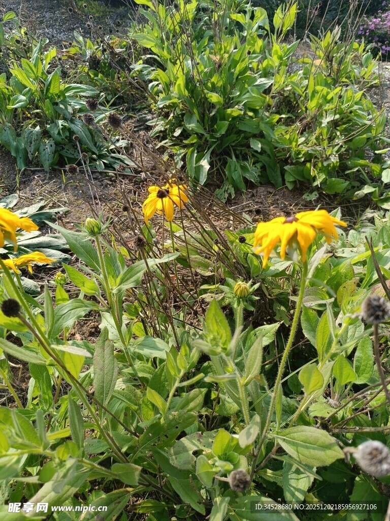花园中的灿烂黄色花朵