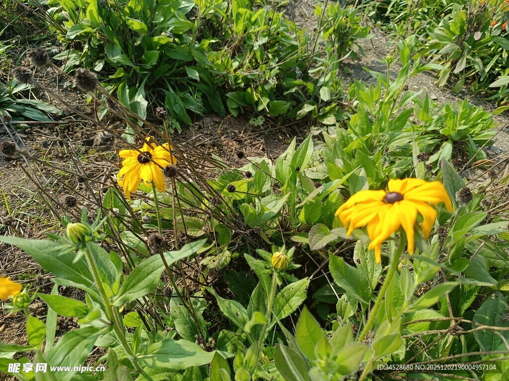田野中的灿烂黄色小花