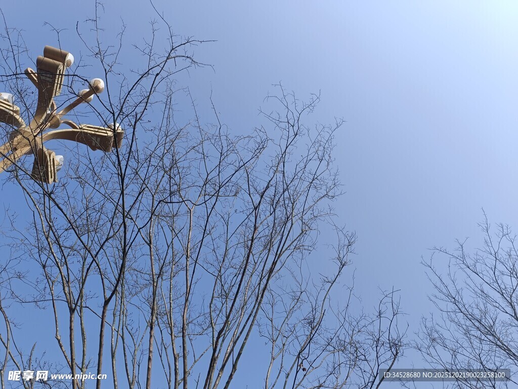 冬日枝头的金色装饰