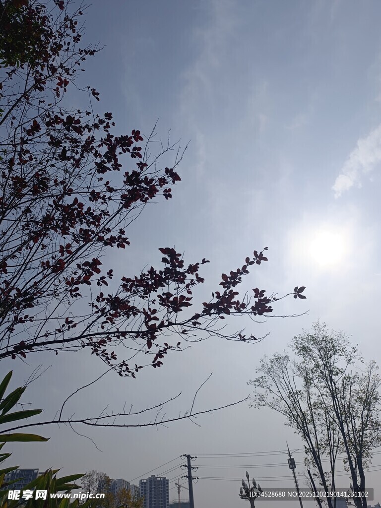 阳光下的树木与城市远景