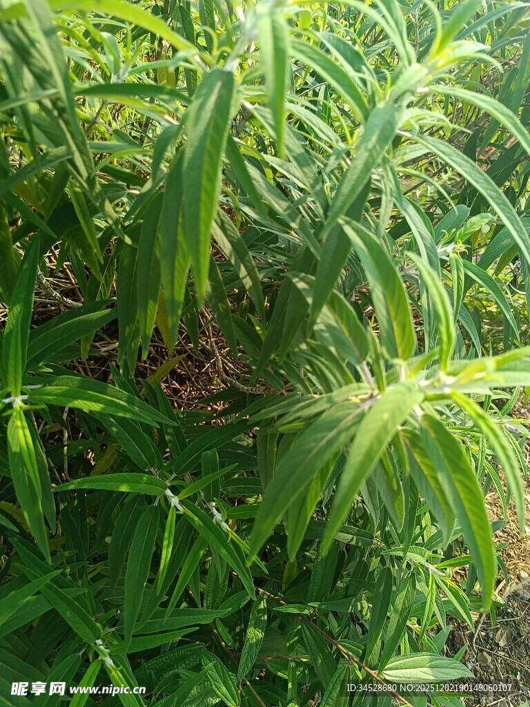 茂密绿植中的生机景象