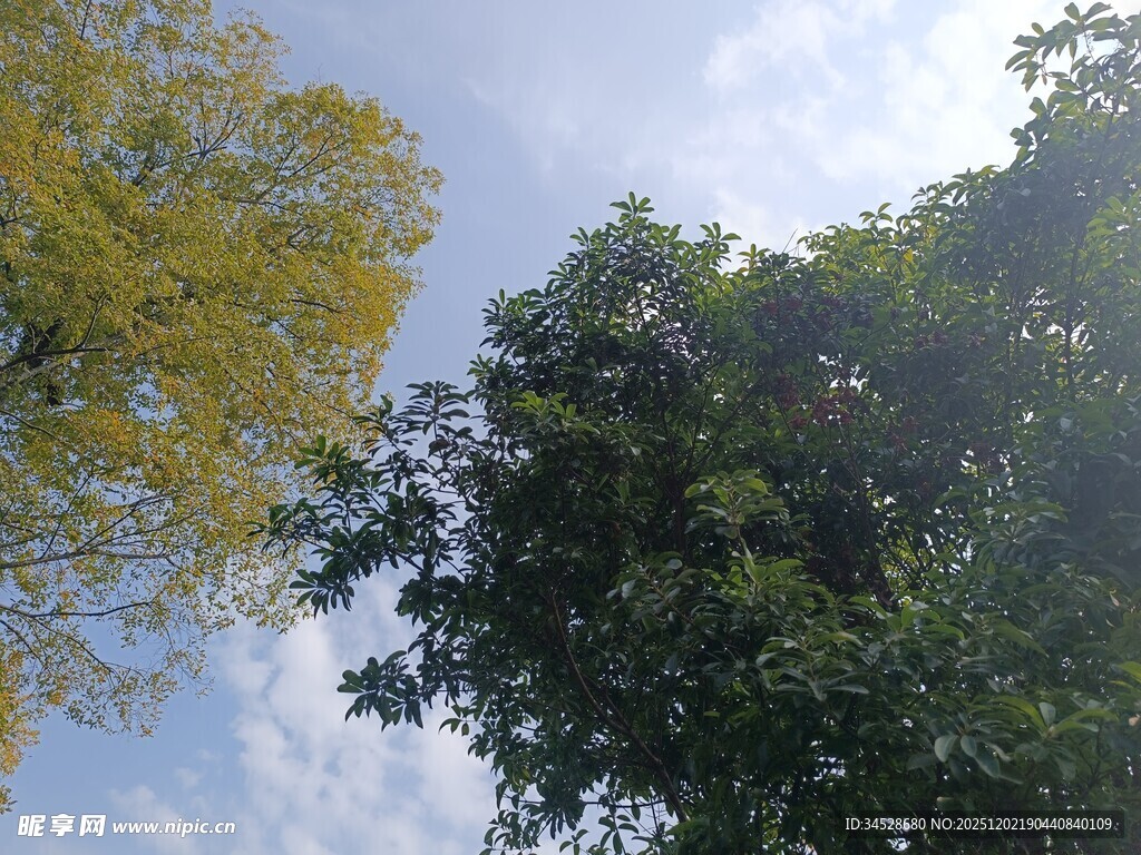 蓝天绿树自然美景