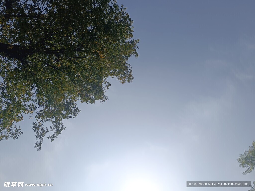 仰视天空中的绿树与阳光