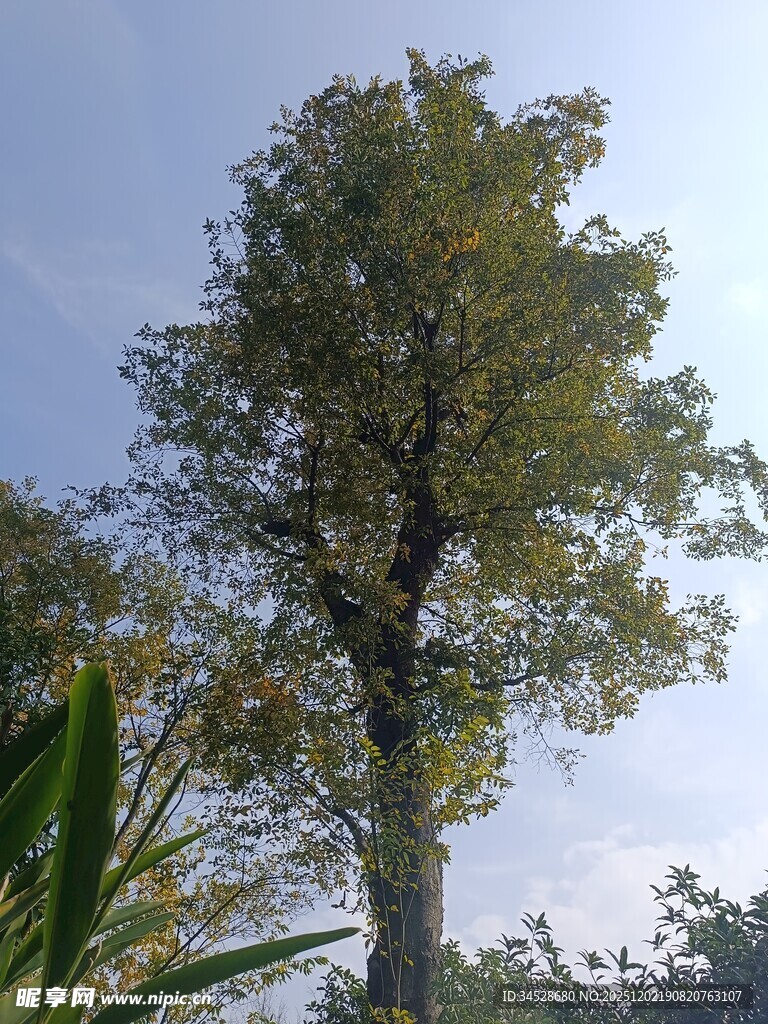 高大挺拔的绿树