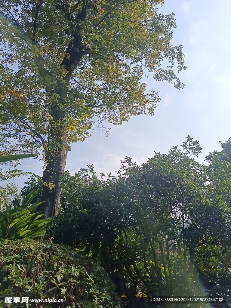 繁茂绿树与蓝天相映成趣