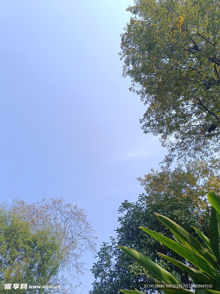 仰视葱郁树木与蓝天