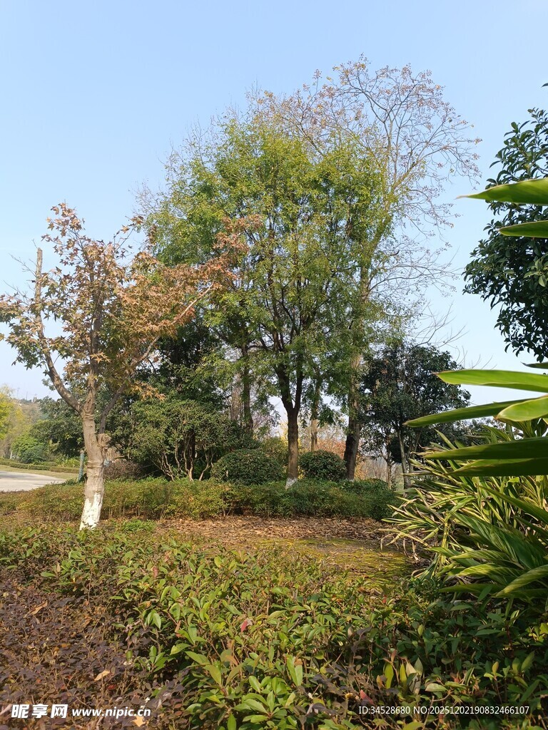 户外自然风景中的树木植被