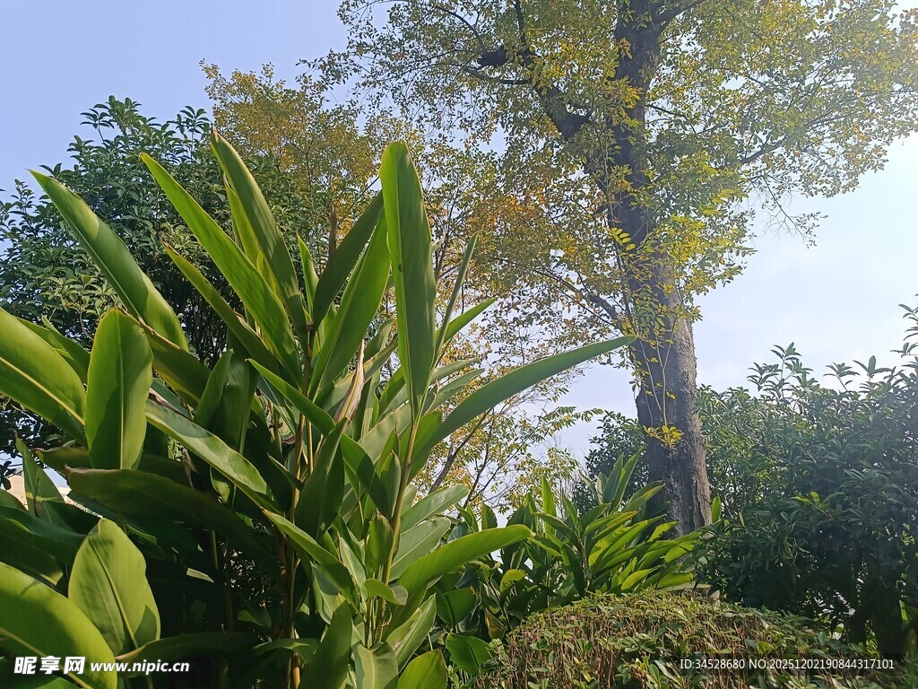 阳光下的葱郁绿植