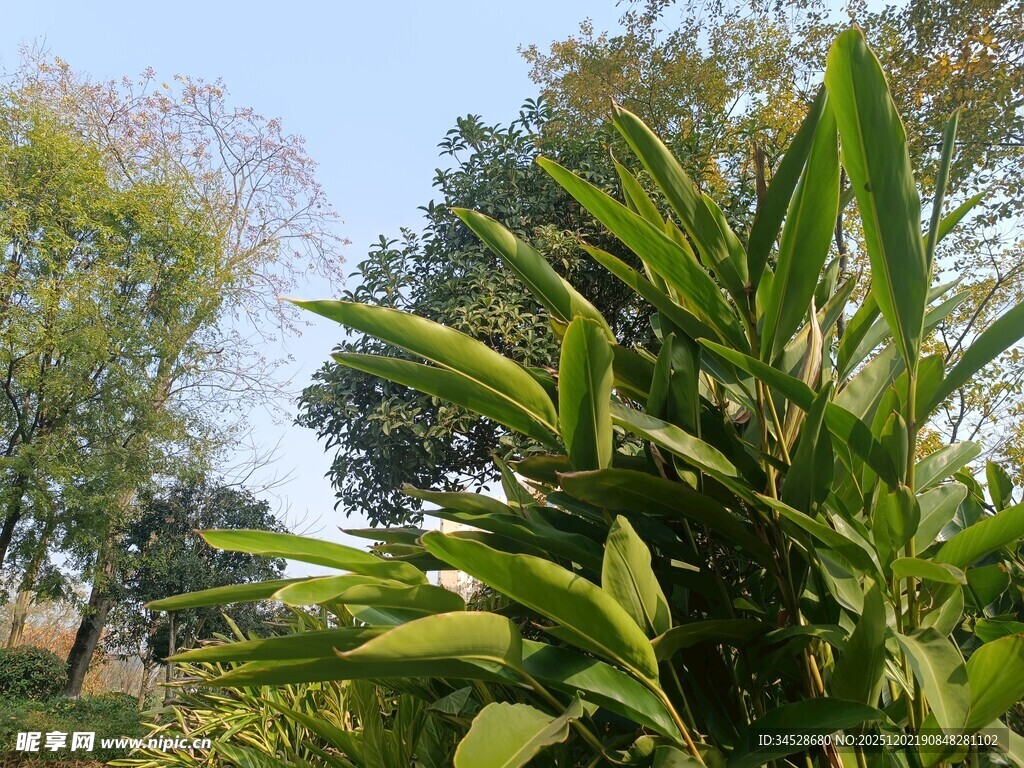 绿叶繁茂的植物景观