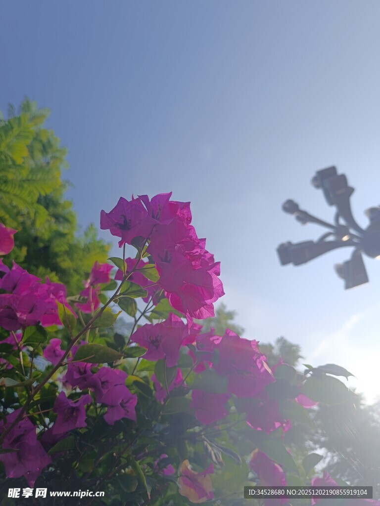 阳光下的艳丽三角梅