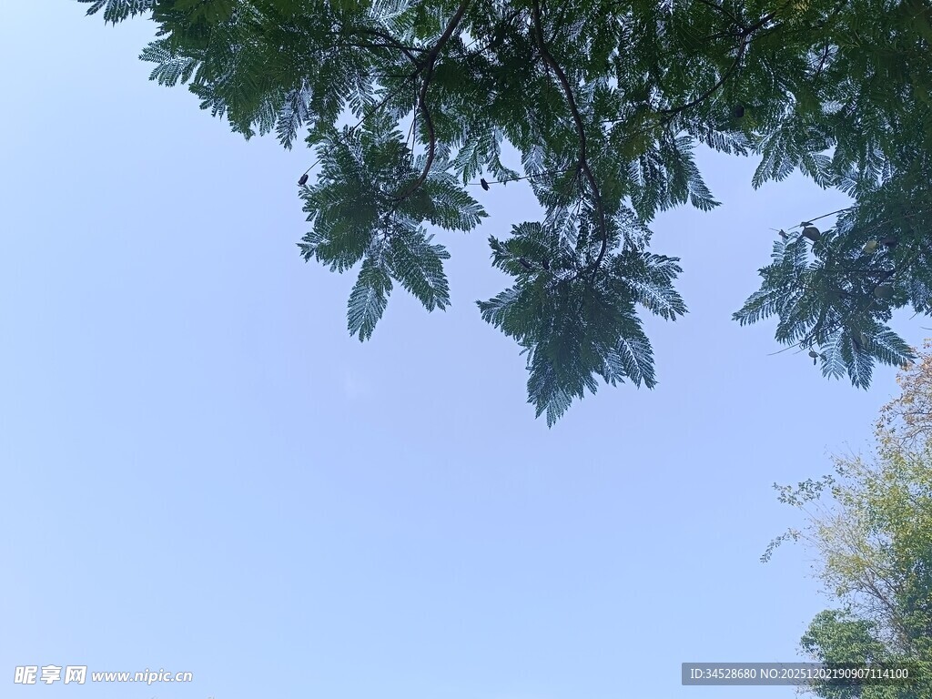仰视枝叶蓝天的清新景象