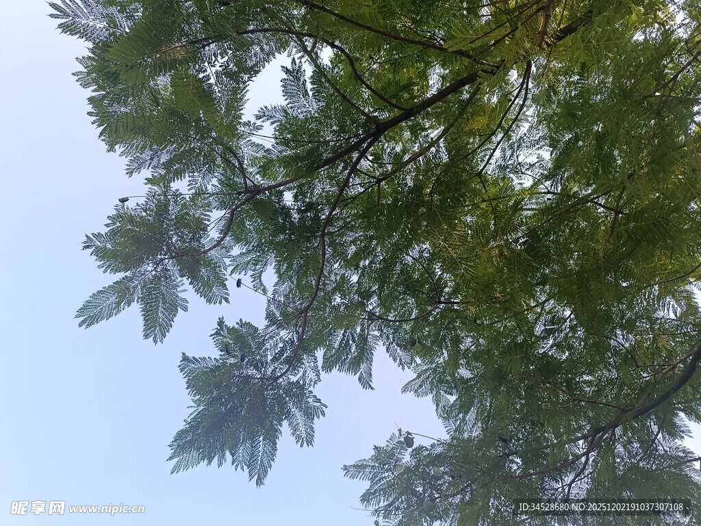 仰视繁茂枝叶蓝天景象